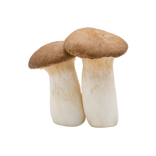 King Oyster Mushroom (Eringi) - 200g-小杏菇(雞腿菇) - 200g-200g-FVEG517