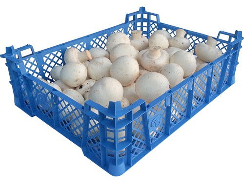 Mushrooms-新鮮蘑菇-2_25kg-FVEG102